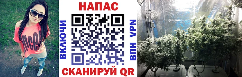 Шишки марихуана гибрид  купить наркотики сайты  Белово 